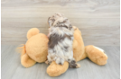 Mini Aussiedoodle Puppy for Adoption