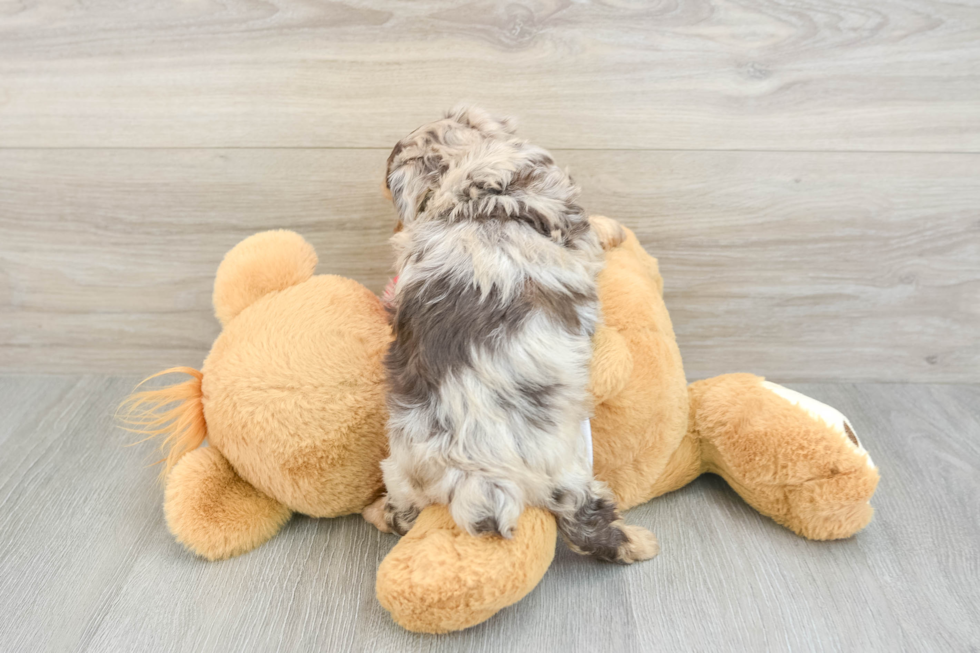 Mini Aussiedoodle Puppy for Adoption
