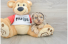 Energetic Aussie Poo Poodle Mix Puppy