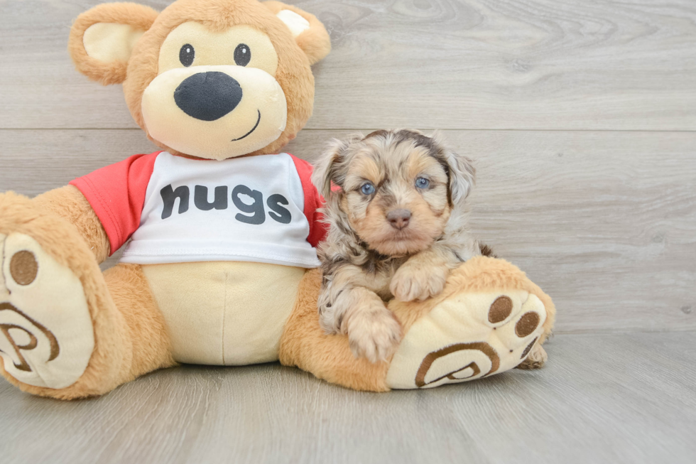 Energetic Aussie Poo Poodle Mix Puppy