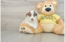 Mini Aussiedoodle Pup Being Cute