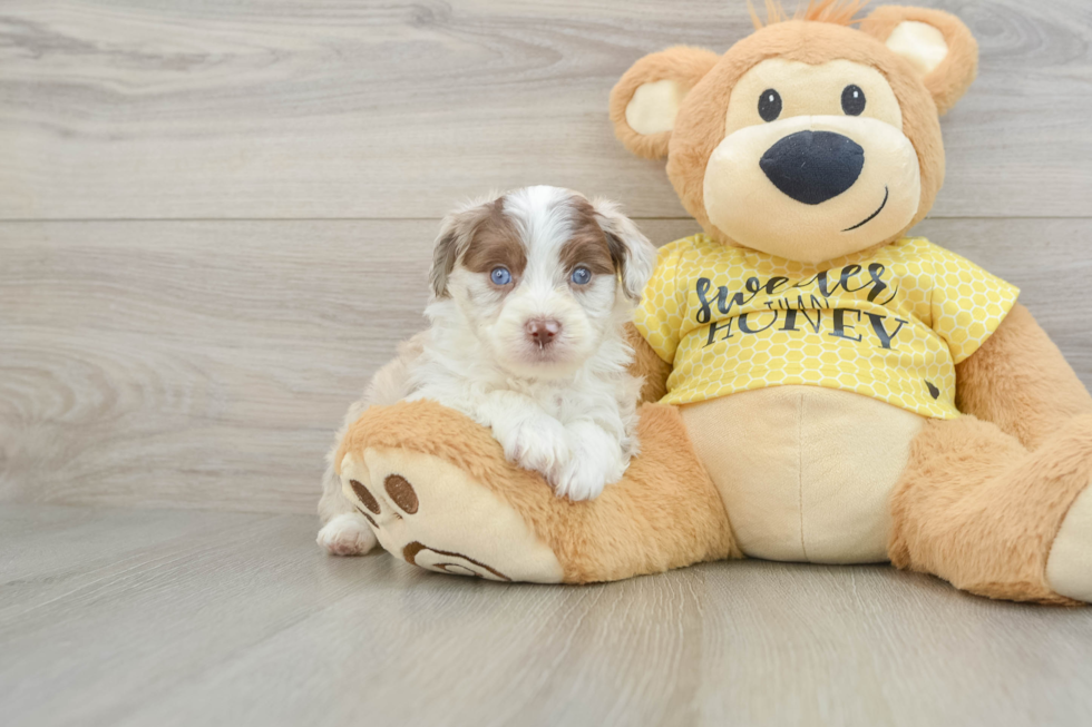 Mini Aussiedoodle Pup Being Cute