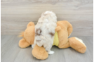 Mini Aussiedoodle Puppy for Adoption