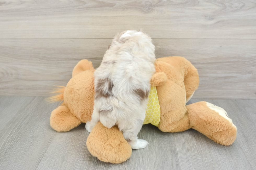 Mini Aussiedoodle Puppy for Adoption