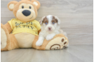 Cute Mini Aussiedoodle Baby