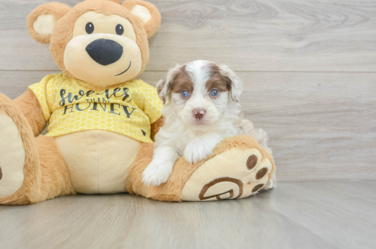 Cute Mini Aussiedoodle Baby