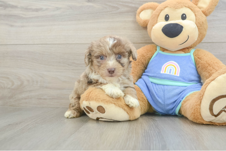 Mini Aussiedoodle Puppy for Adoption