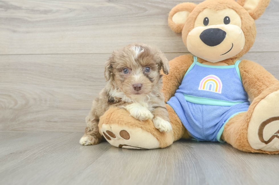 5 week old Mini Aussiedoodle Puppy For Sale - Premier Pups