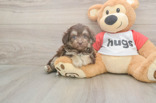 5 week old Mini Aussiedoodle Puppy For Sale - Premier Pups Best Mini Aussiedoodle Baby