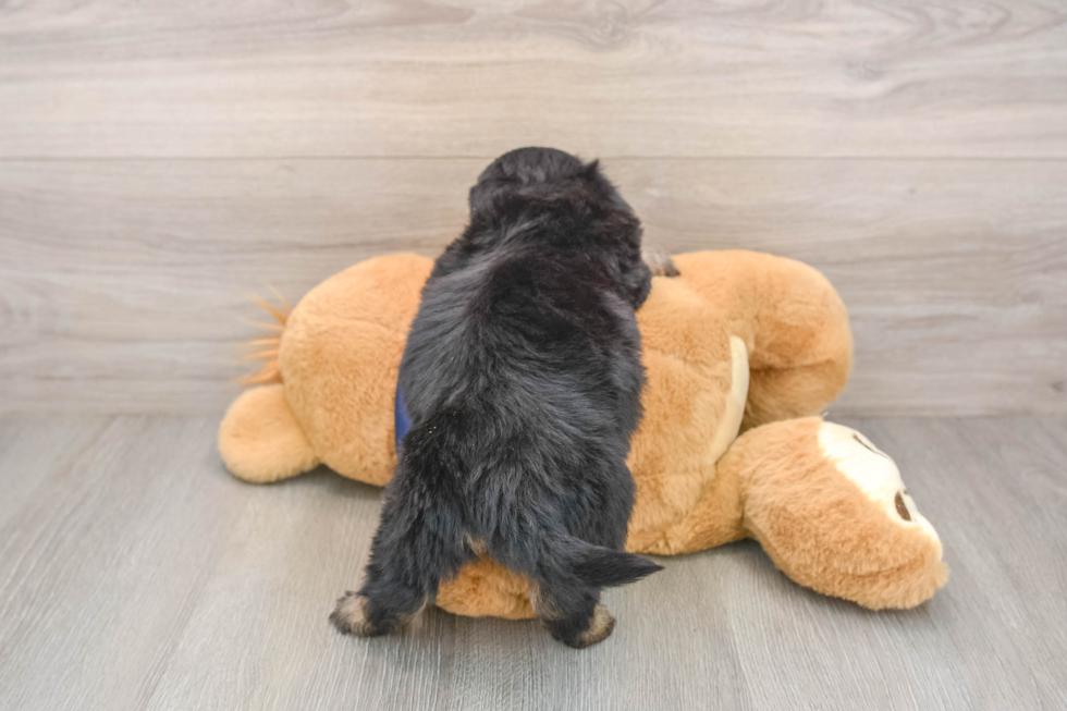 Petite Mini Aussiedoodle Poodle Mix Pup