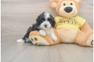 Mini Aussiedoodle Puppy for Adoption
