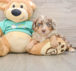 6 week old Mini Aussiedoodle Puppy For Sale - Premier Pups