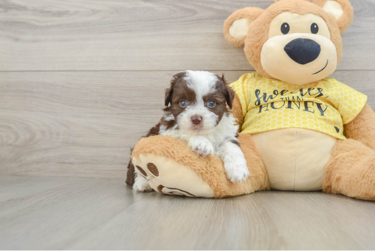 Popular Mini Aussiedoodle Poodle Mix Pup