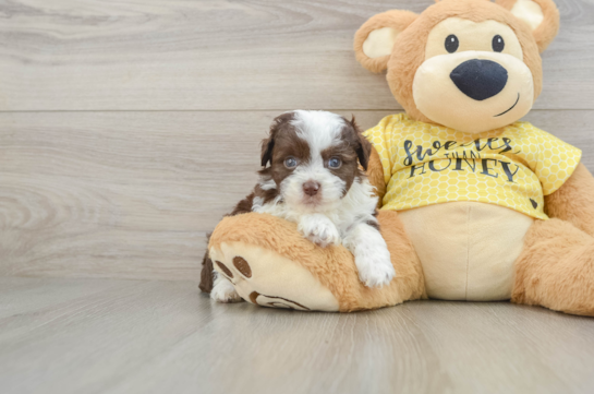 Popular Mini Aussiedoodle Poodle Mix Pup
