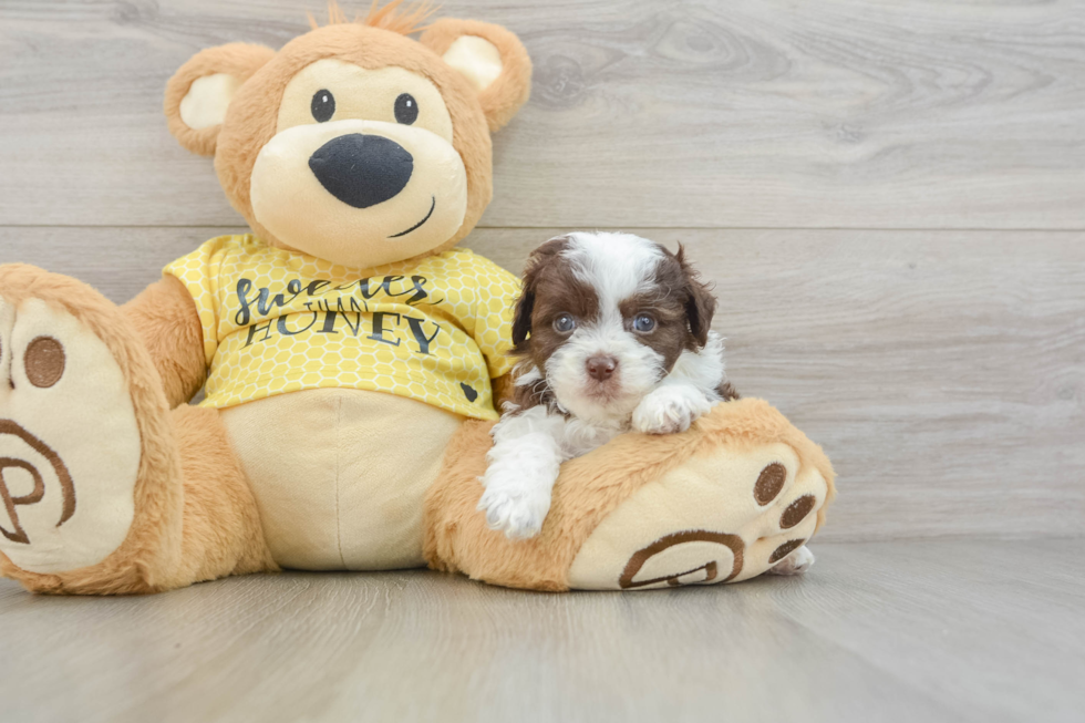Petite Mini Aussiedoodle Poodle Mix Pup