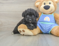 7 week old Mini Aussiedoodle Puppy For Sale - Premier Pups