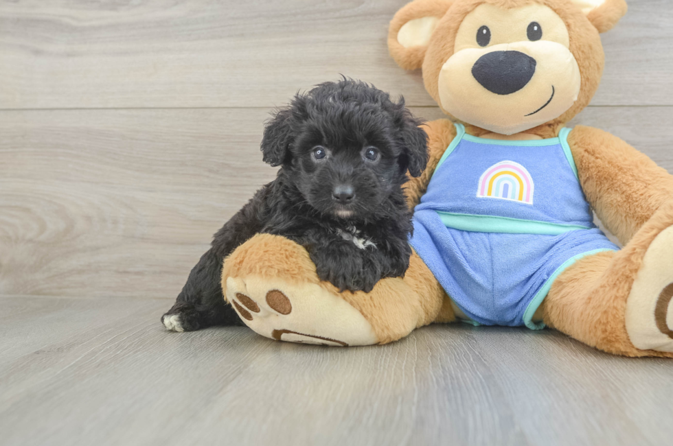5 week old Mini Aussiedoodle Puppy For Sale - Premier Pups