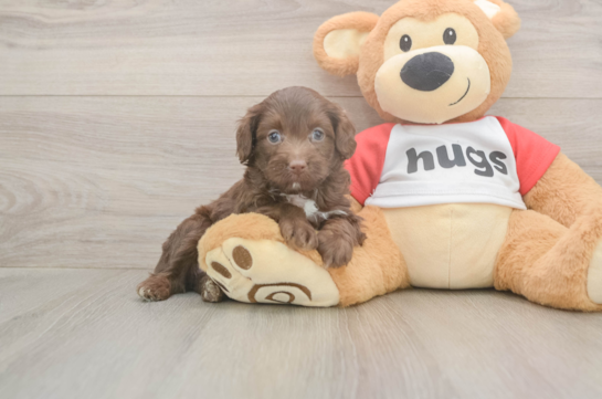 5 week old Mini Aussiedoodle Puppy For Sale - Premier Pups Popular Mini Aussiedoodle Poodle Mix Pup