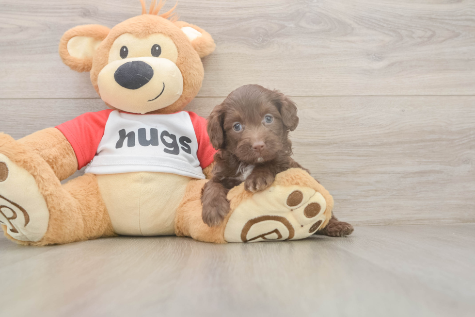 Adorable Mini Australian Shepherd X Poodle Mix Poodle Mix Puppy