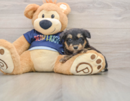 8 week old Mini Aussiedoodle Puppy For Sale - Premier Pups