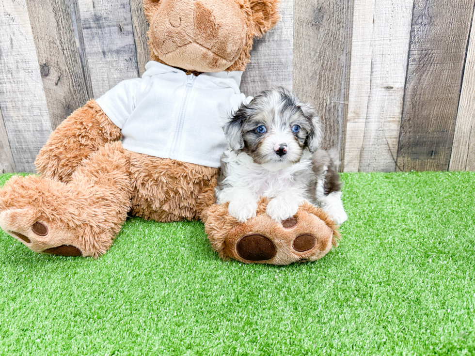 Small Mini Aussiedoodle Baby