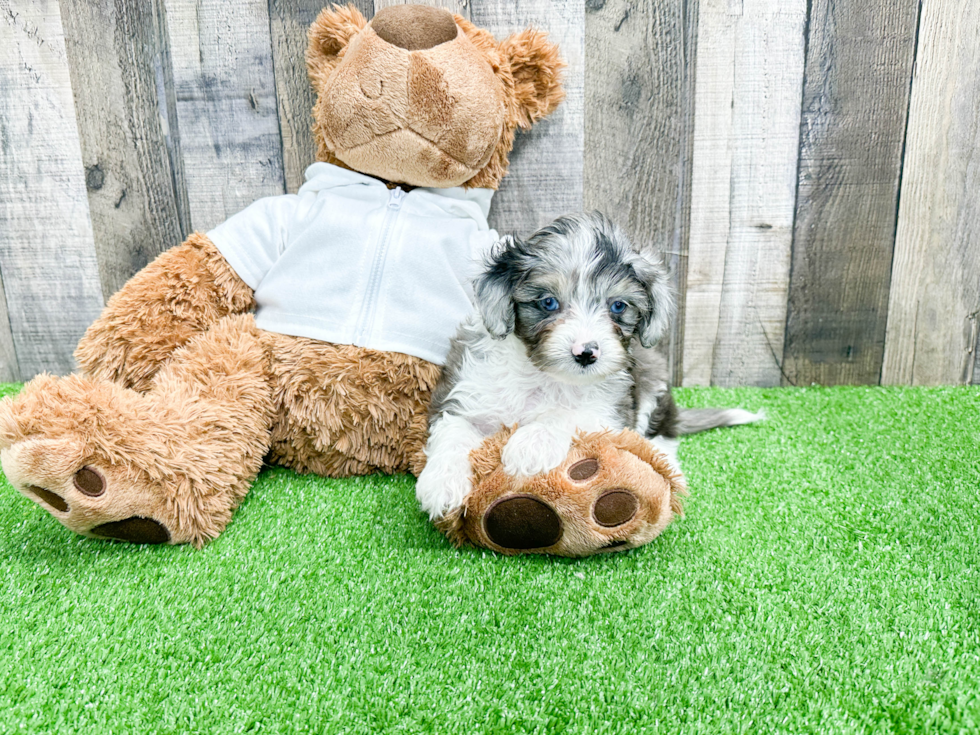 Mini Aussiedoodle Pup Being Cute