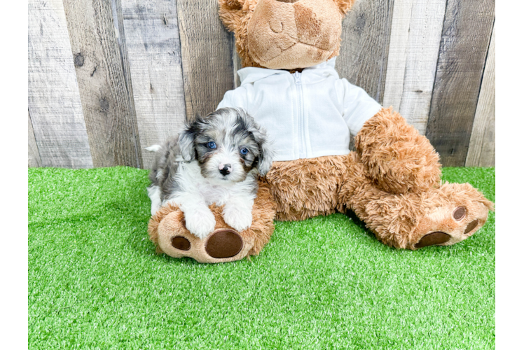 Best Mini Aussiedoodle Baby