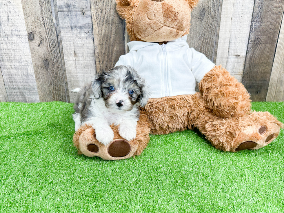 Best Mini Aussiedoodle Baby