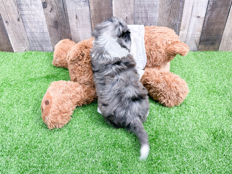 Smart Mini Aussiedoodle Poodle Mix Pup