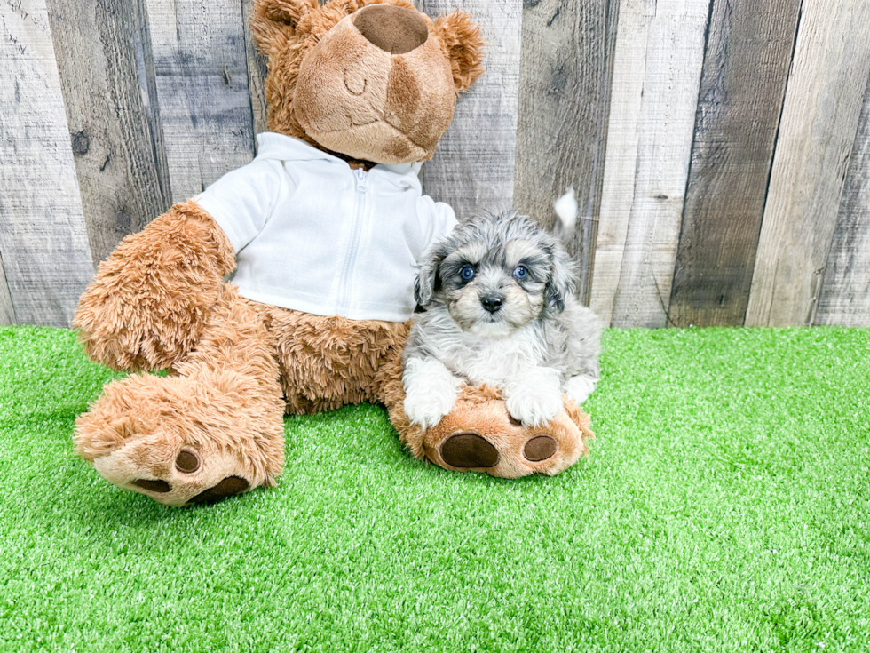 Adorable Aussiepoo Poodle Mix Puppy