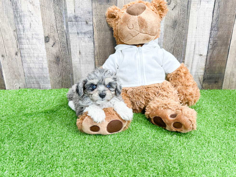 Mini Aussiedoodle Pup Being Cute