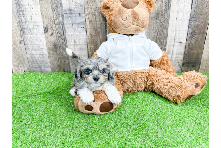 Mini Aussiedoodle Puppy for Adoption