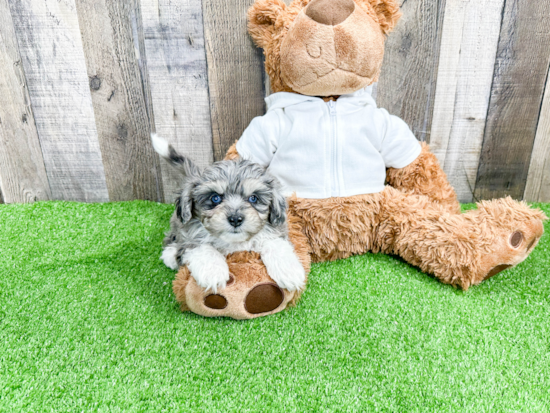 Mini Aussiedoodle Puppy for Adoption