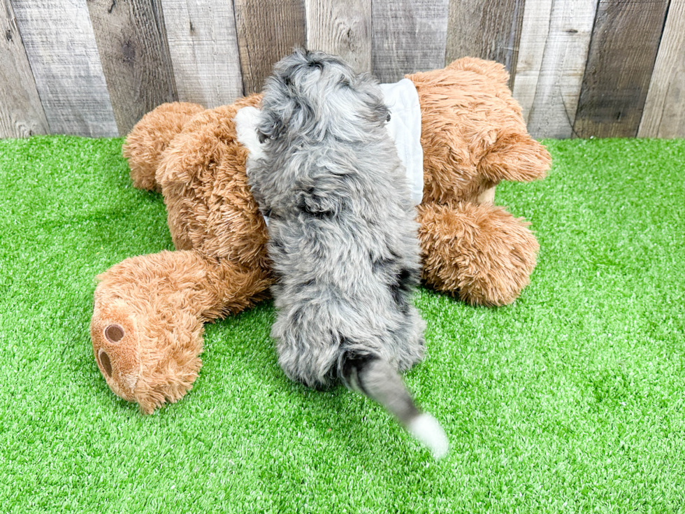 Sweet Mini Aussiedoodle Baby