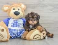 7 week old Mini Aussiedoodle Puppy For Sale - Premier Pups