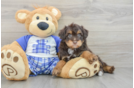Small Mini Aussiedoodle Baby