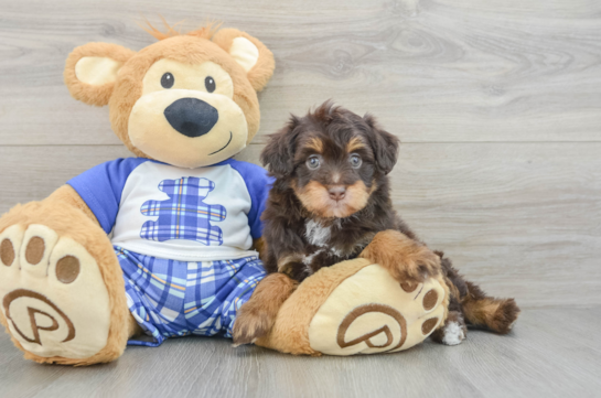 Small Mini Aussiedoodle Baby