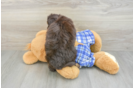 Funny Mini Aussiedoodle Poodle Mix Pup