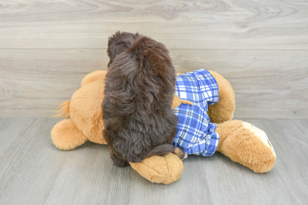 Funny Mini Aussiedoodle Poodle Mix Pup