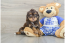 Mini Aussiedoodle Pup Being Cute