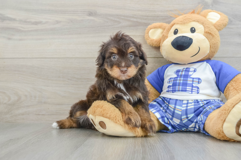 Mini Aussiedoodle Pup Being Cute