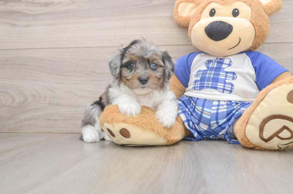 6 week old Mini Aussiedoodle Puppy For Sale - Premier Pups