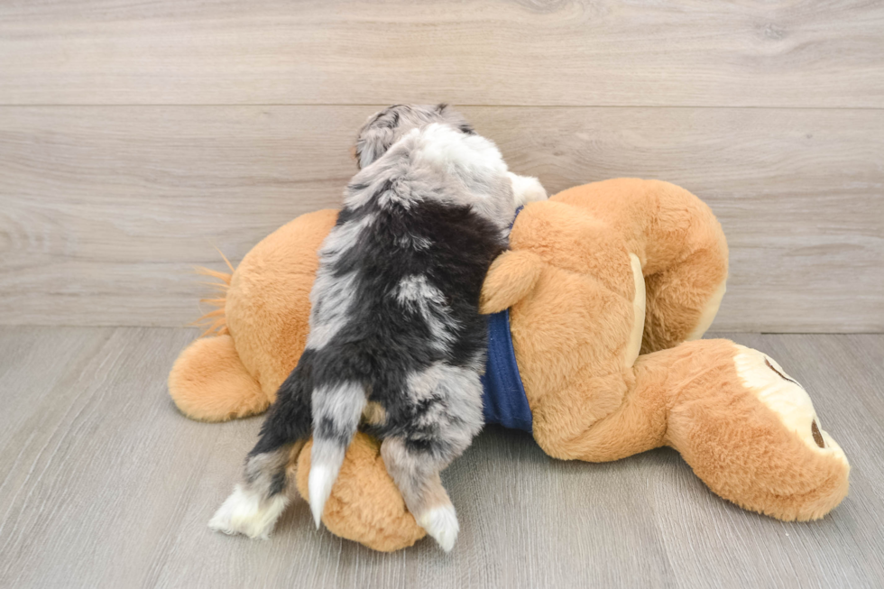 Mini Aussiedoodle Puppy for Adoption