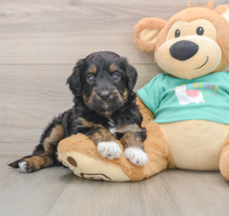 6 week old Mini Aussiedoodle Puppy For Sale - Premier Pups