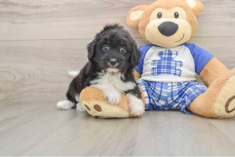 Adorable Aussiepoo Poodle Mix Puppy