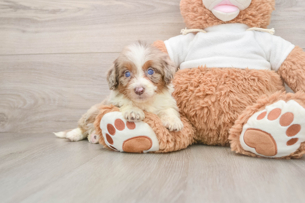 Mini Aussiedoodle Pup Being Cute