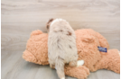 Best Mini Aussiedoodle Baby