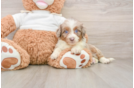 Happy Mini Aussiedoodle Baby