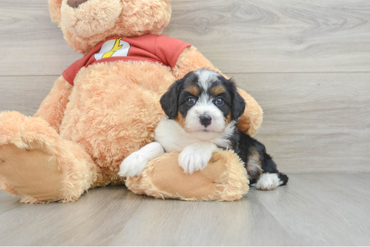 Mini Aussiedoodle Puppy for Adoption