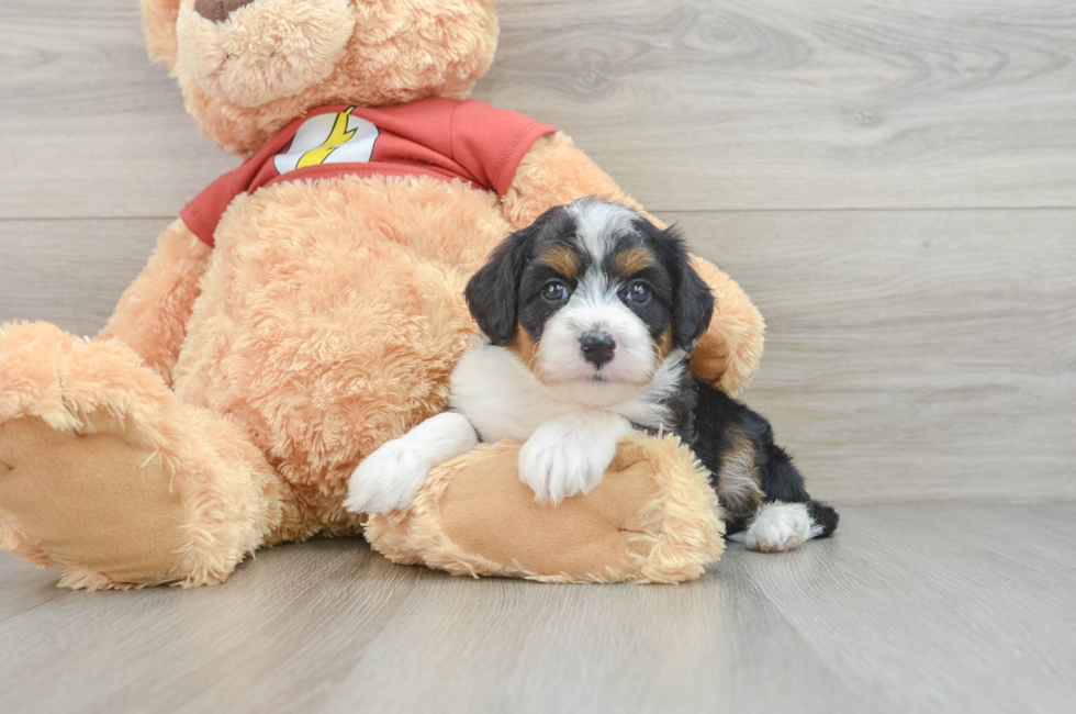 5 week old Mini Aussiedoodle Puppy For Sale - Premier Pups